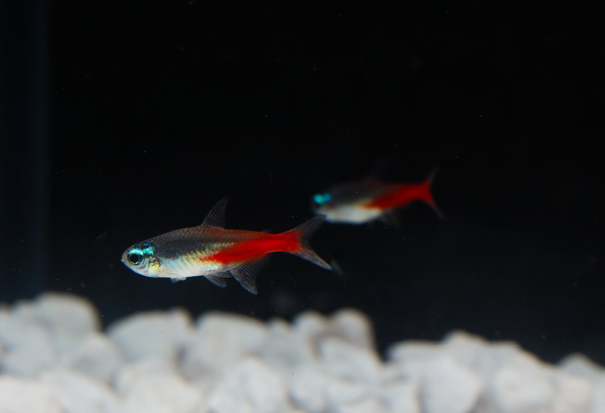 Diamond Head Neon Tetra (Paracheirodon innesi)
