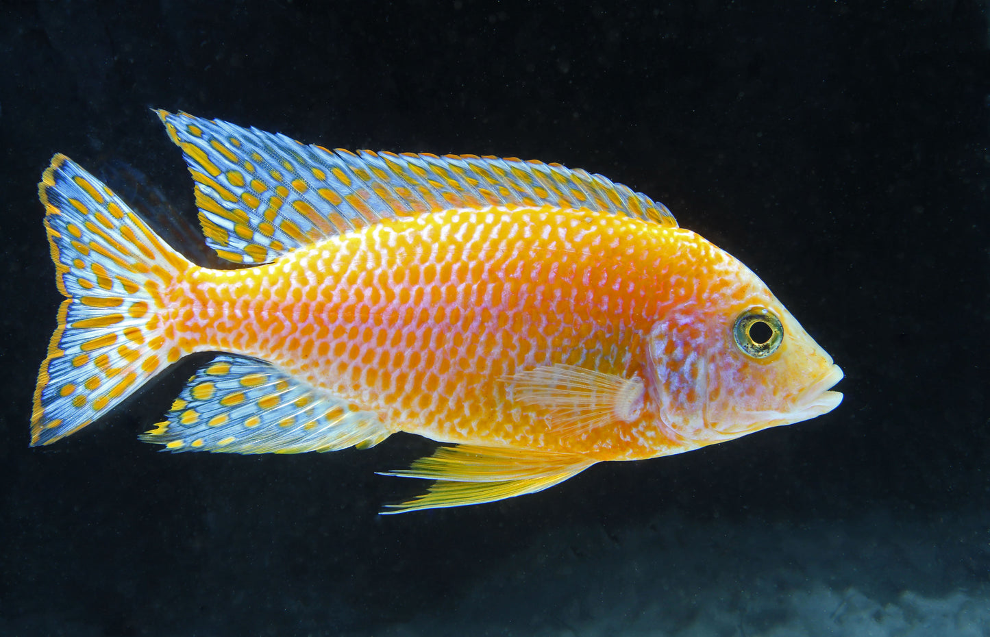 Red Dragon Peacock Cichlid  Male Large