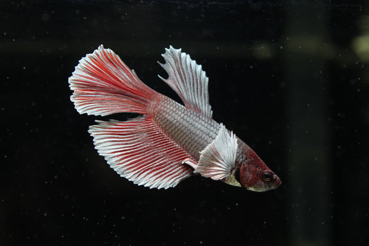 Halfmoon Dumbo Male Betta Fish