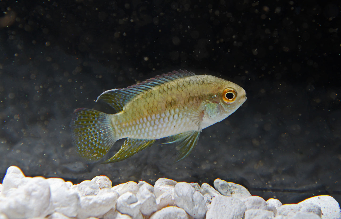 Laetacara curviceps "Dwarf Flag Fish" Cichlid