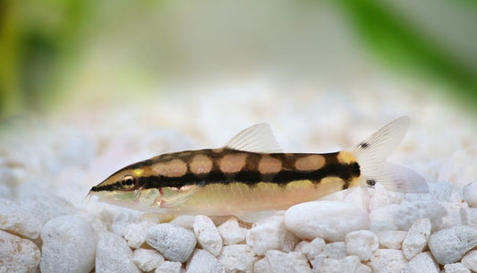 A small, multicolored fish, likely a Dwarf Chain Loach, swimming above white gravel substrate in an aquarium.