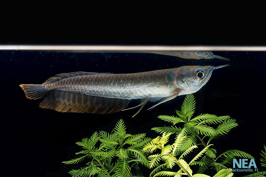 Silver Arowana