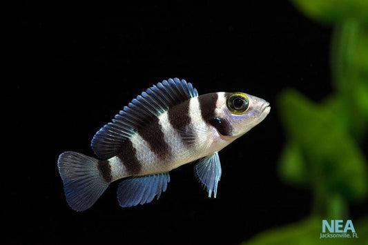 Tretocephalus Cichlid