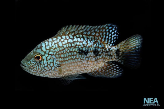 Electric Blue Texas Cichlid