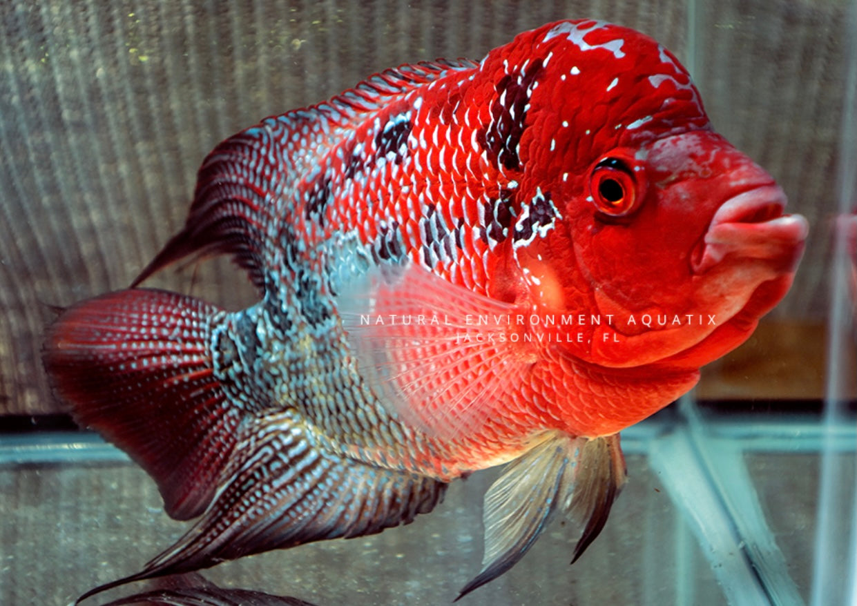 Red Dragon Flowerhorn Cichlid