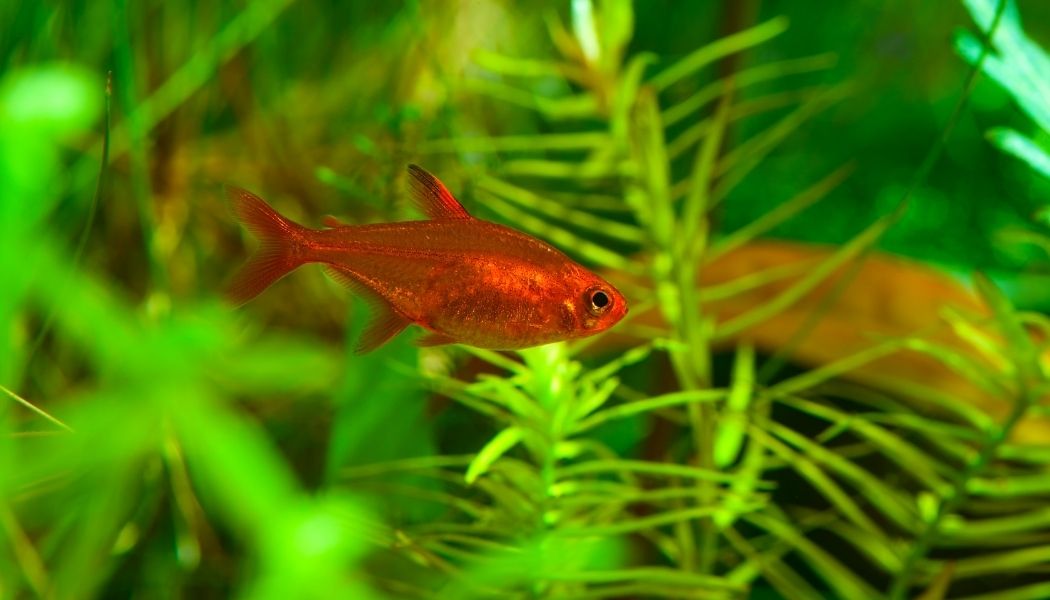 A red Ember Tetra fish swimming in a freshwater aquarium with green aquatic plants in the background.
