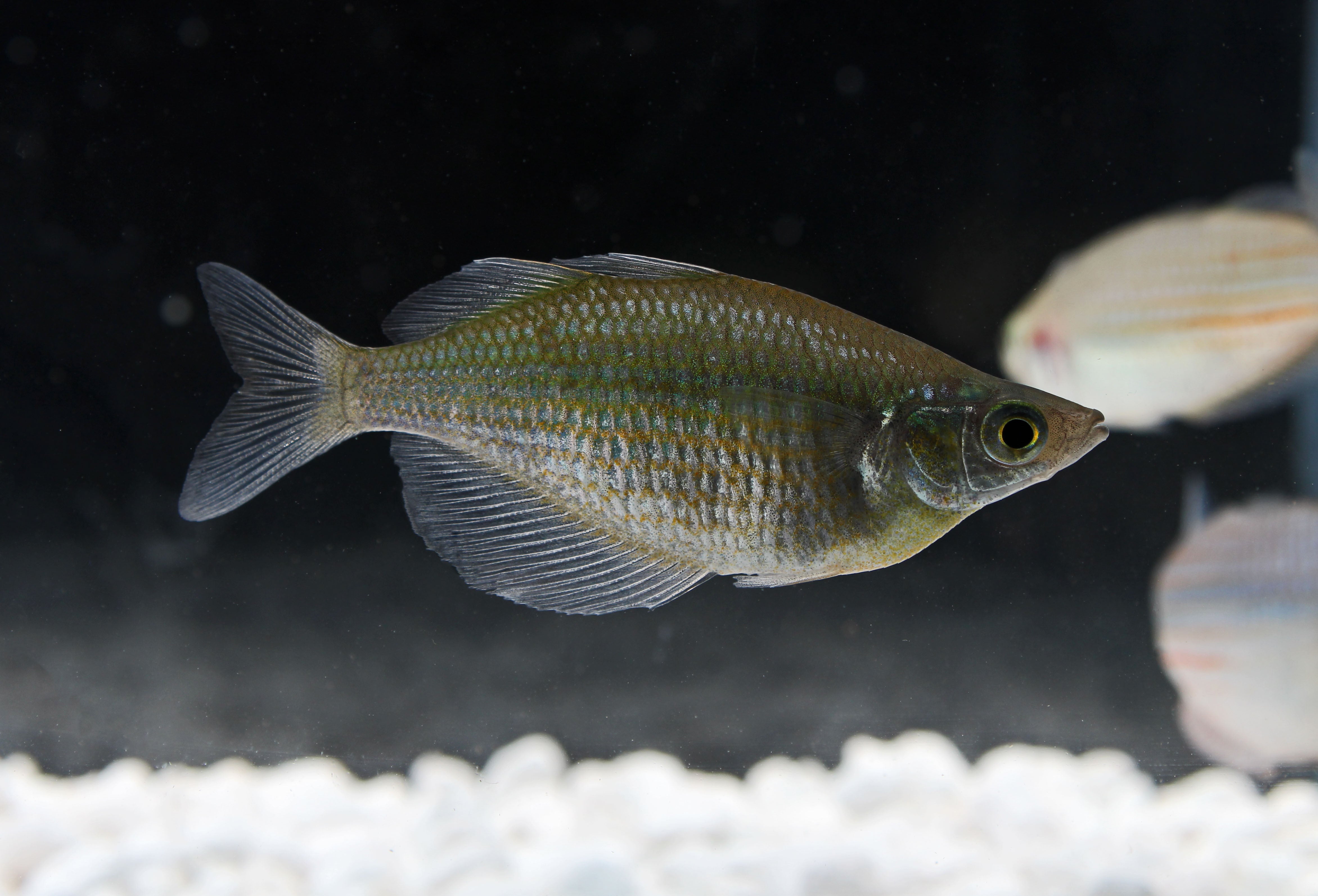 Memfish Emerald Rainbow Fish