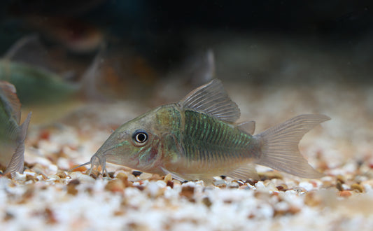 An emerald green corydoras catfish swimming in an aquarium with gravel substrate.