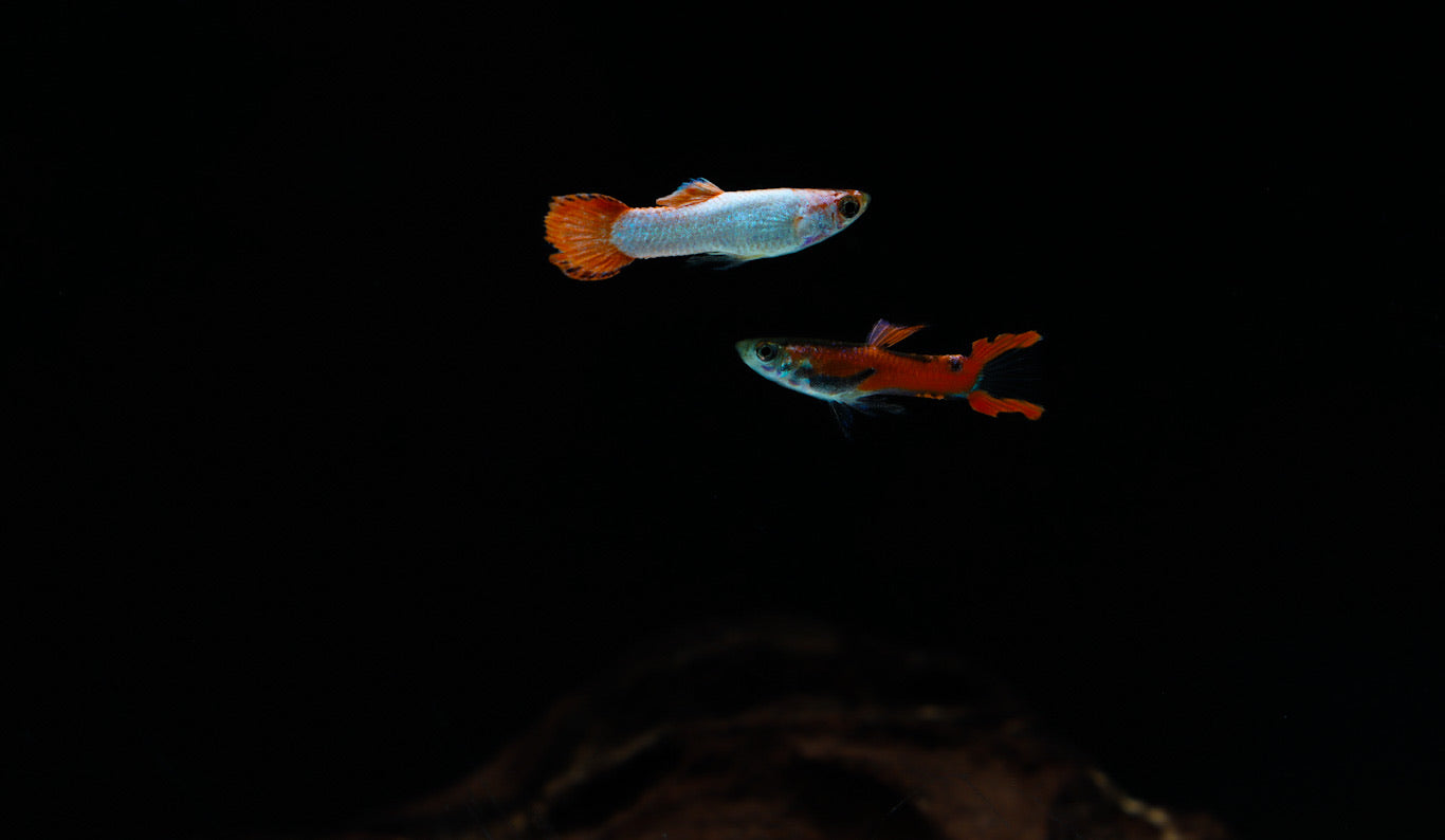 Two small, colorful livebearer fish swimming in an aquarium with a dark background.