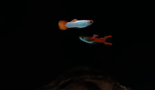 Two small, colorful livebearer fish swimming in an aquarium with a dark background.