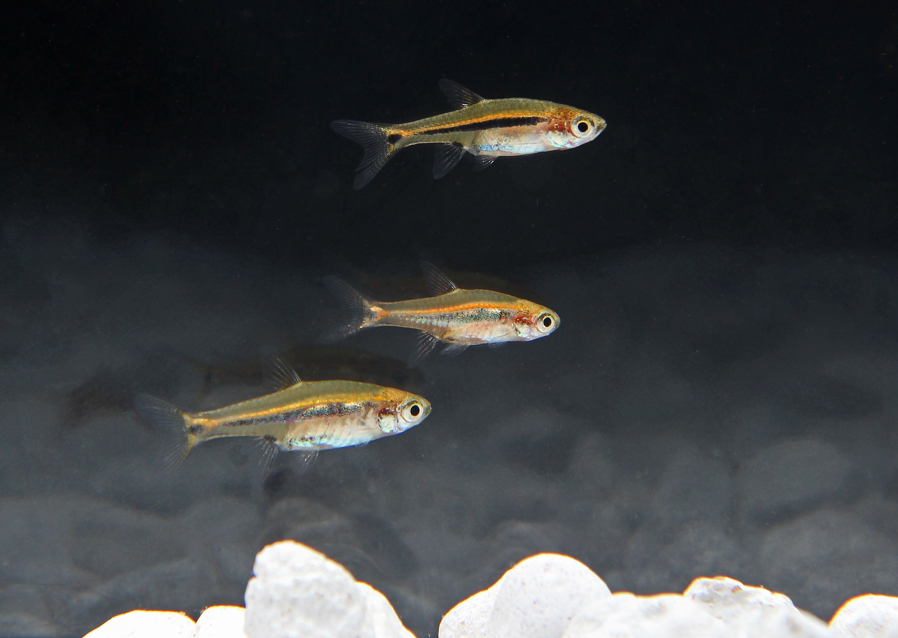 Exclamation Point Rasbora – Natural Environment Aquatix