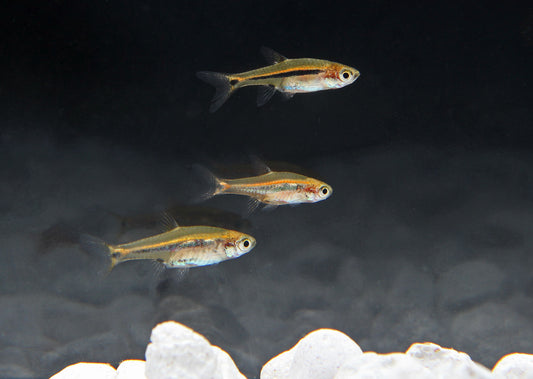 Exclamation Point Rasbora