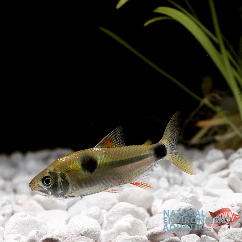 A single Exodon Tetra fish swimming in a freshwater aquarium with a white gravel substrate and green aquatic plant in the background.