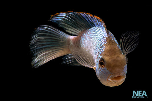 Electric Blue Acara Cichlid