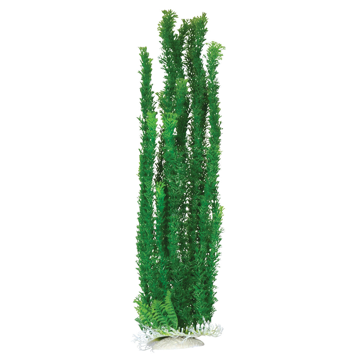 Cabomba - 24" Aquarium Plant