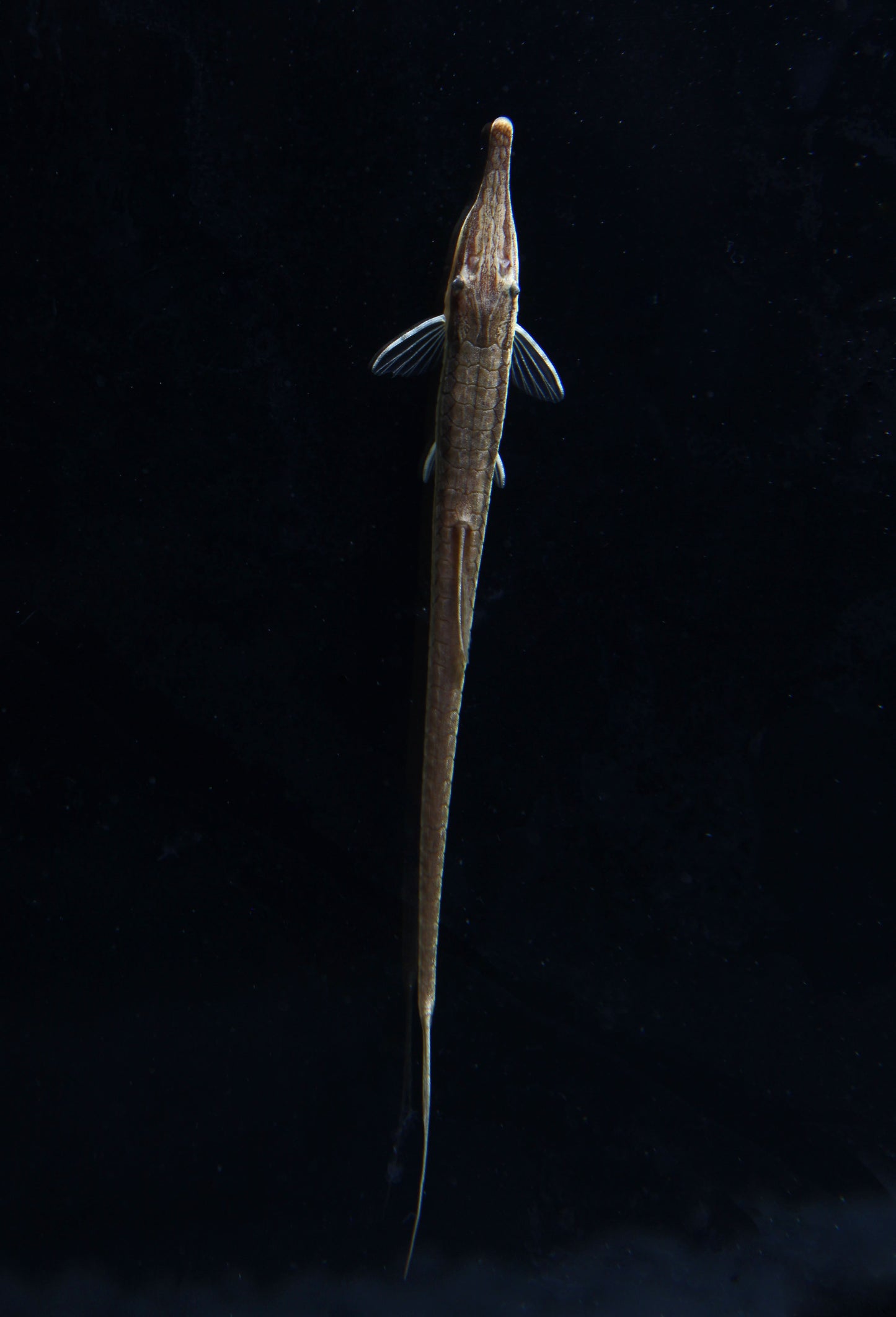 Farlowella Catfish