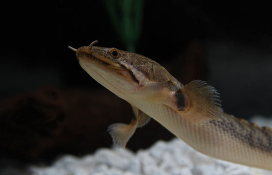 Fat Head Bichir