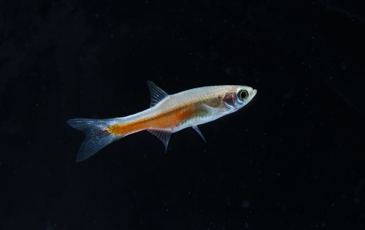 Fireline Danio