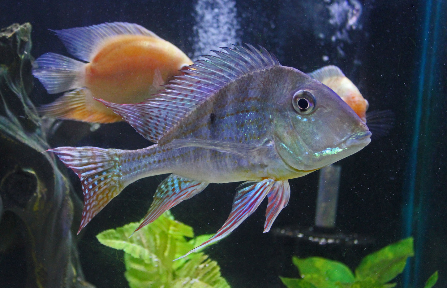 Geophagus altifrons "Tocantins" Cichlid