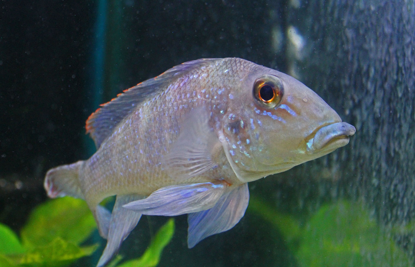 Retroculus Lapidifer Cichlid