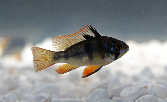 German Black Ram