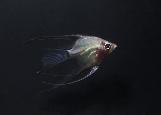 German Blue Blushing Angelfish