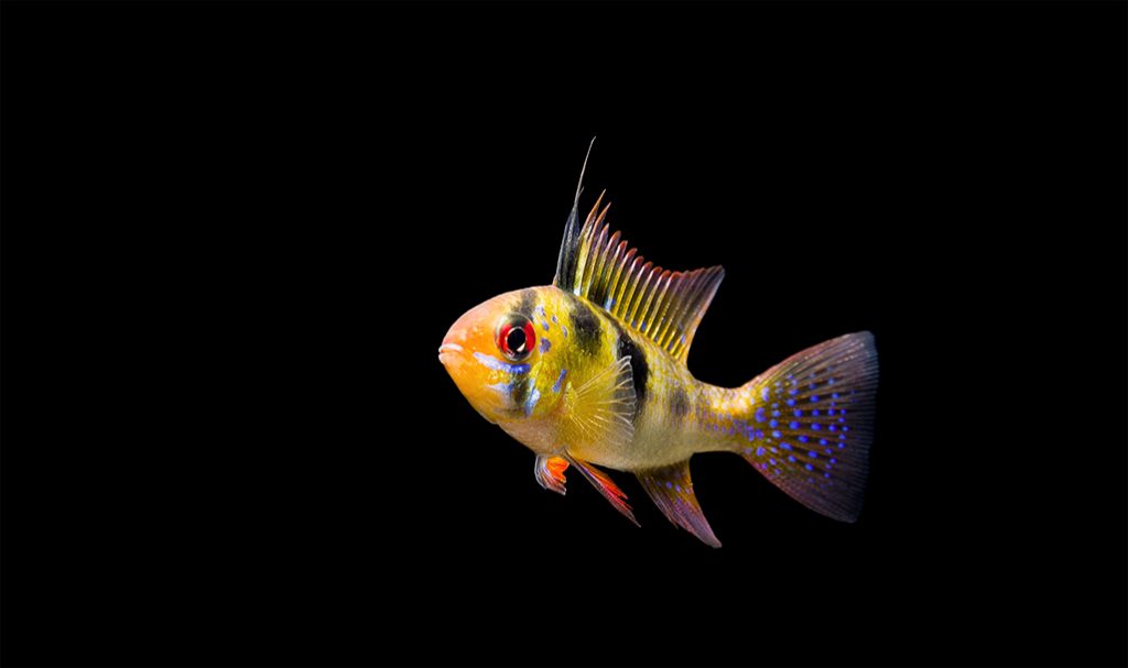 German Blue Ram