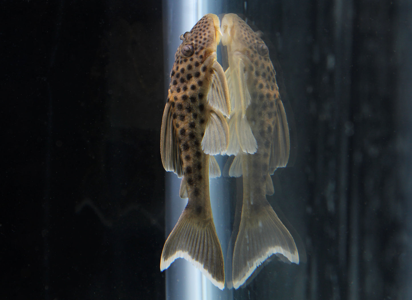 Ghost Plecostomus L141