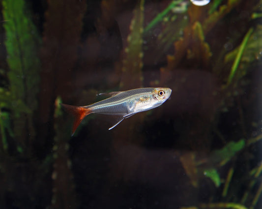 Glass Bloodfin Tetra