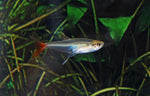 Load image into Gallery viewer, Glass Bloodfin Tetra
