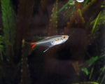 Load image into Gallery viewer, Glass Bloodfin Tetra
