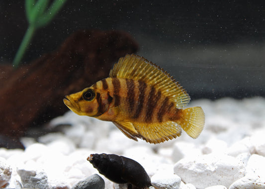 Gold Compressicep Cichlid