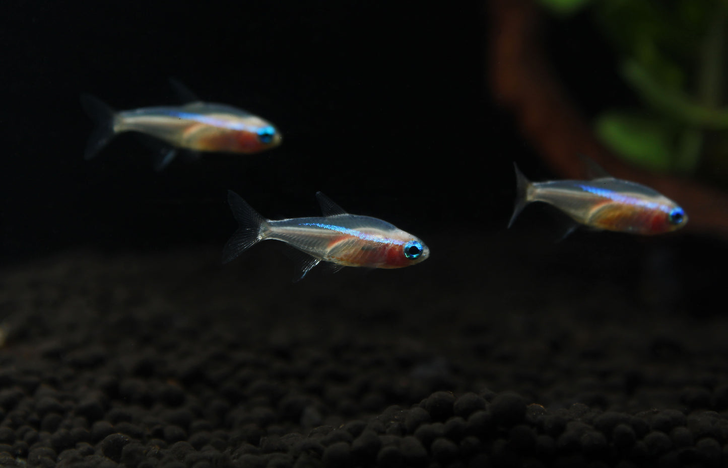 Gold Neon Tetra