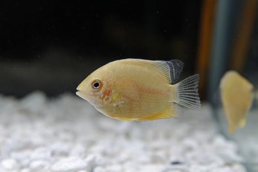 Gold Severum Cichlid