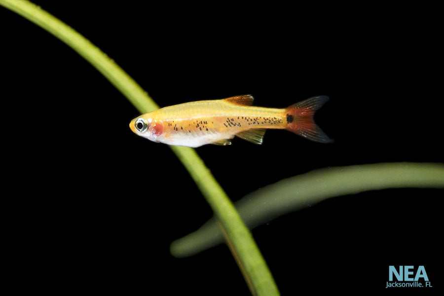 A small gold and white fish swimming in a green aquatic environment, likely a goldfish or a similar species.