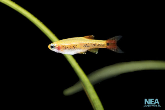 A small gold and white fish swimming in a green aquatic environment, likely a goldfish or a similar species.