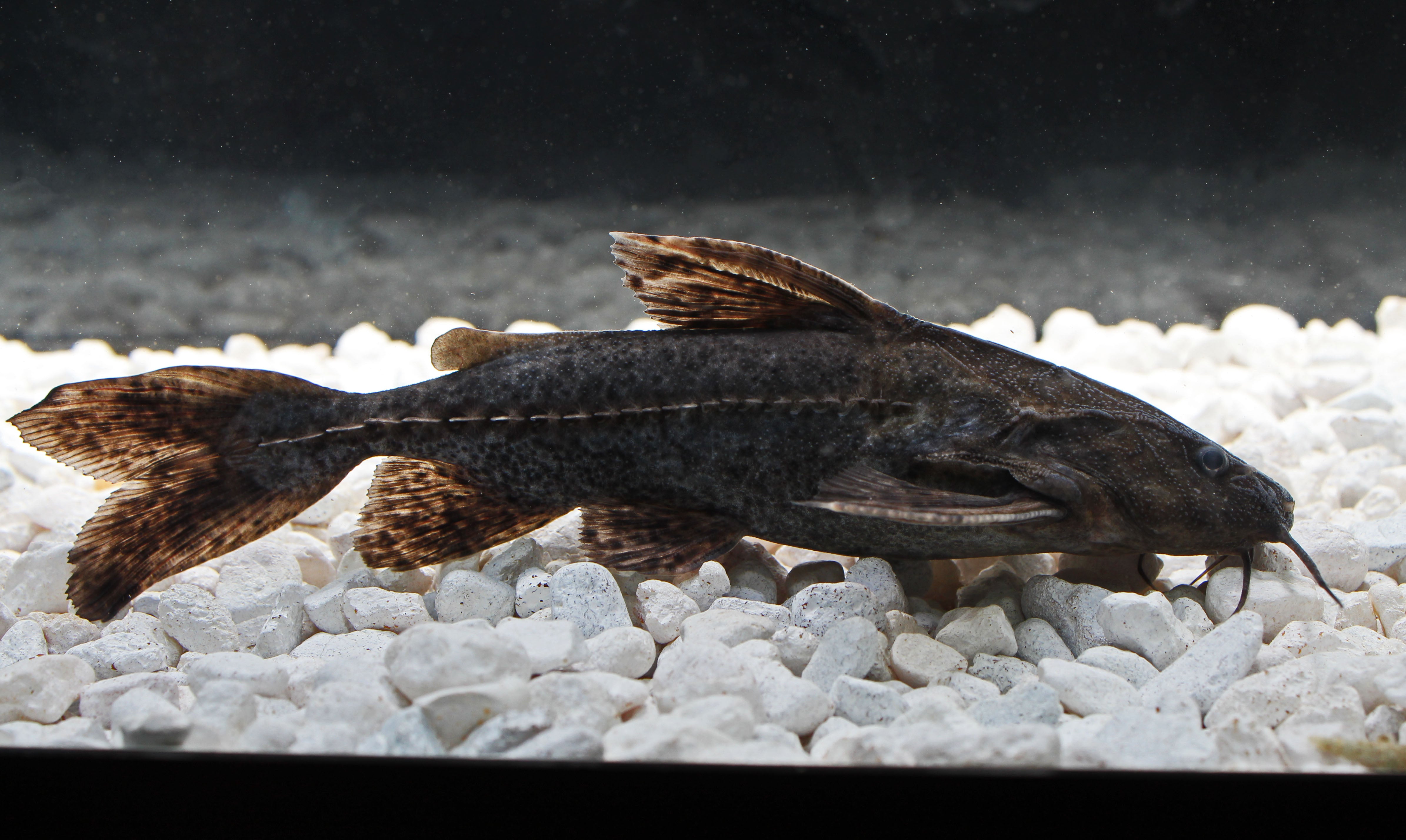 Granulosus Peru Catfish