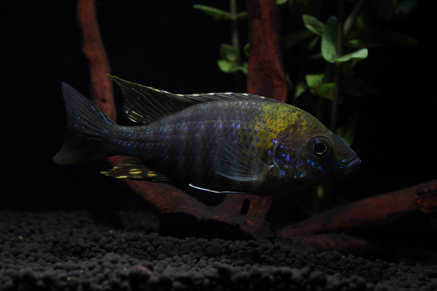 Green Face Peacock Cichlid