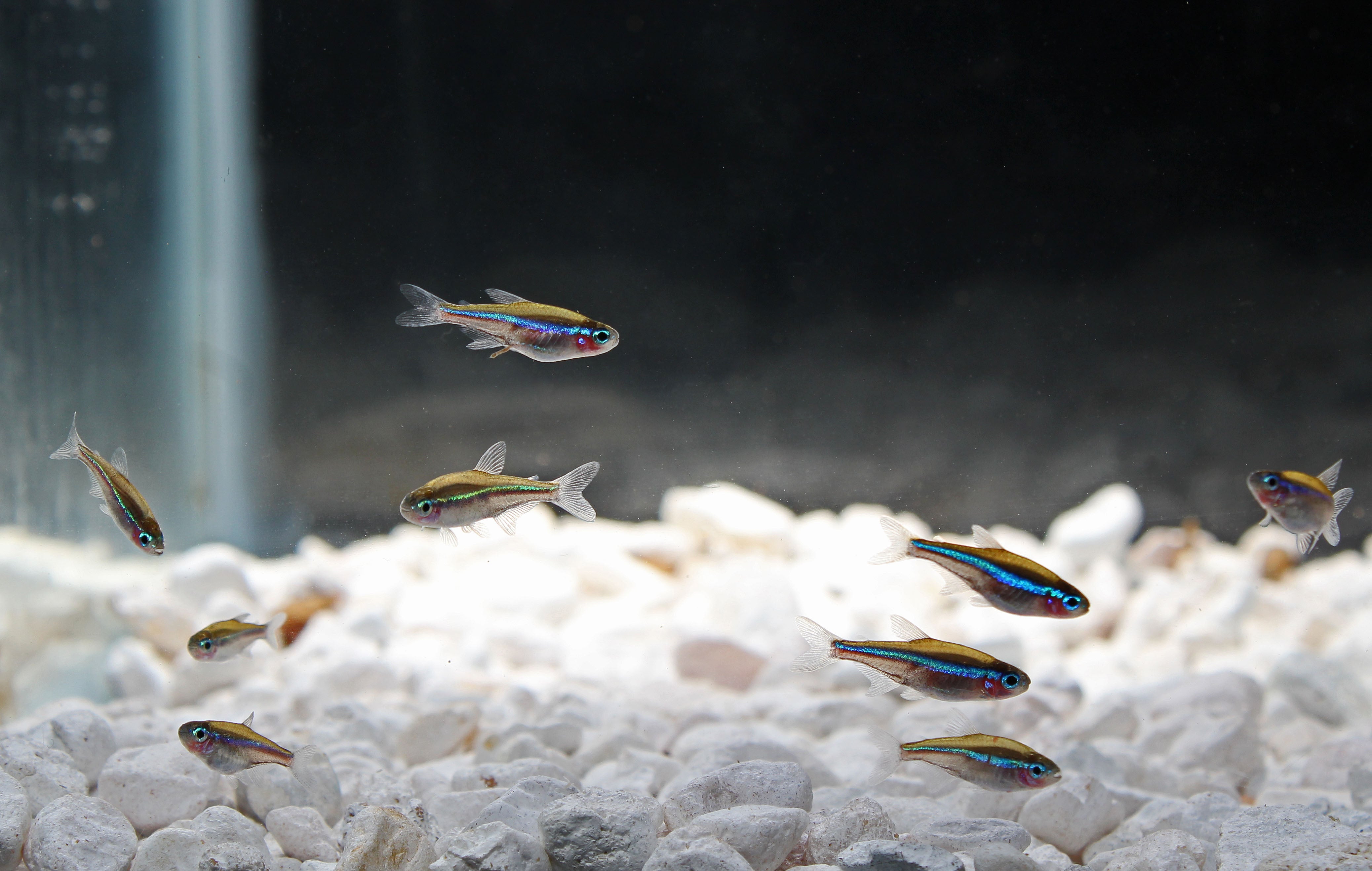 Green Rag Fish Green Neon Tetra Fish
