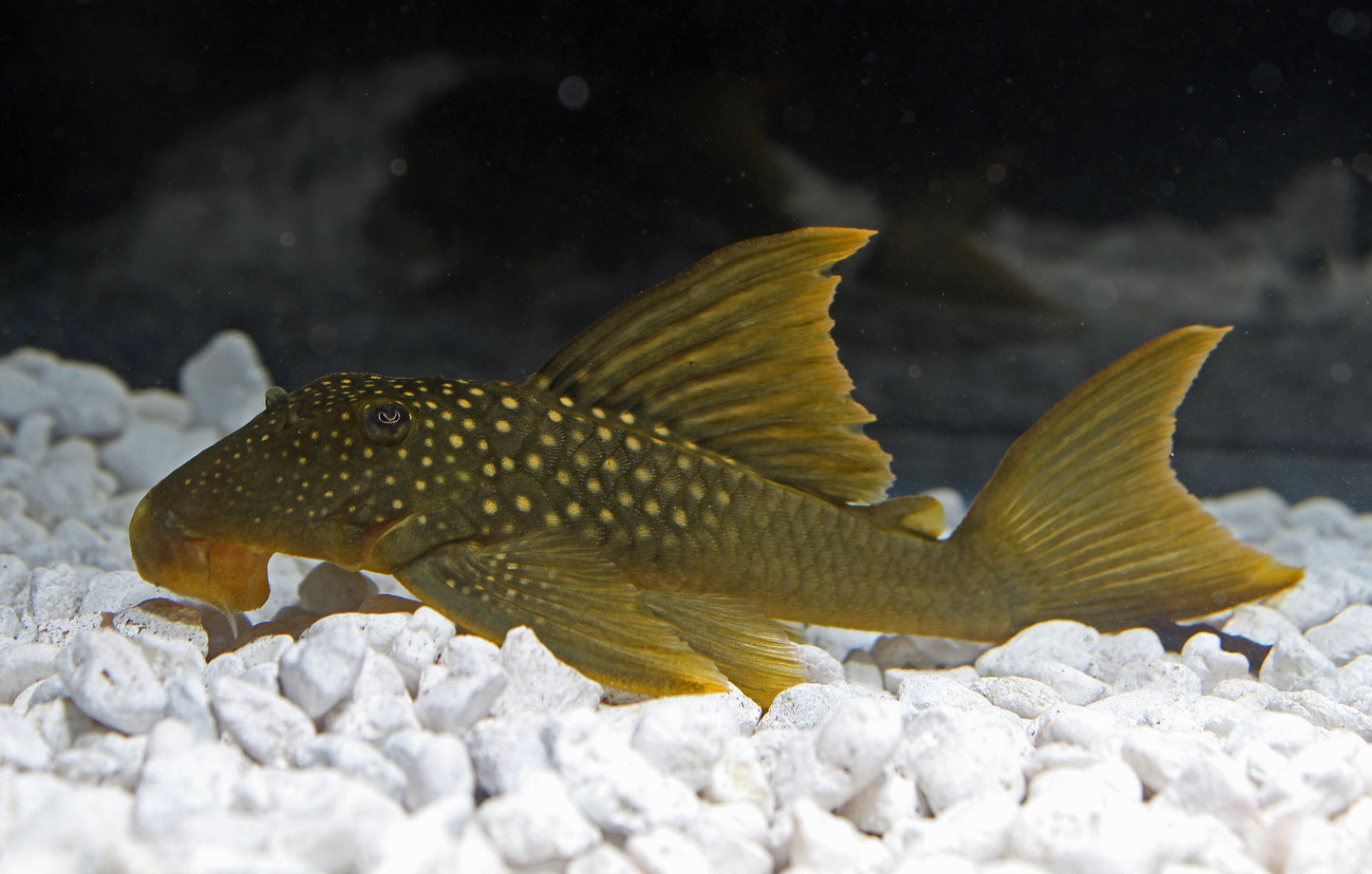 Green Phantom Plecostomus L-200