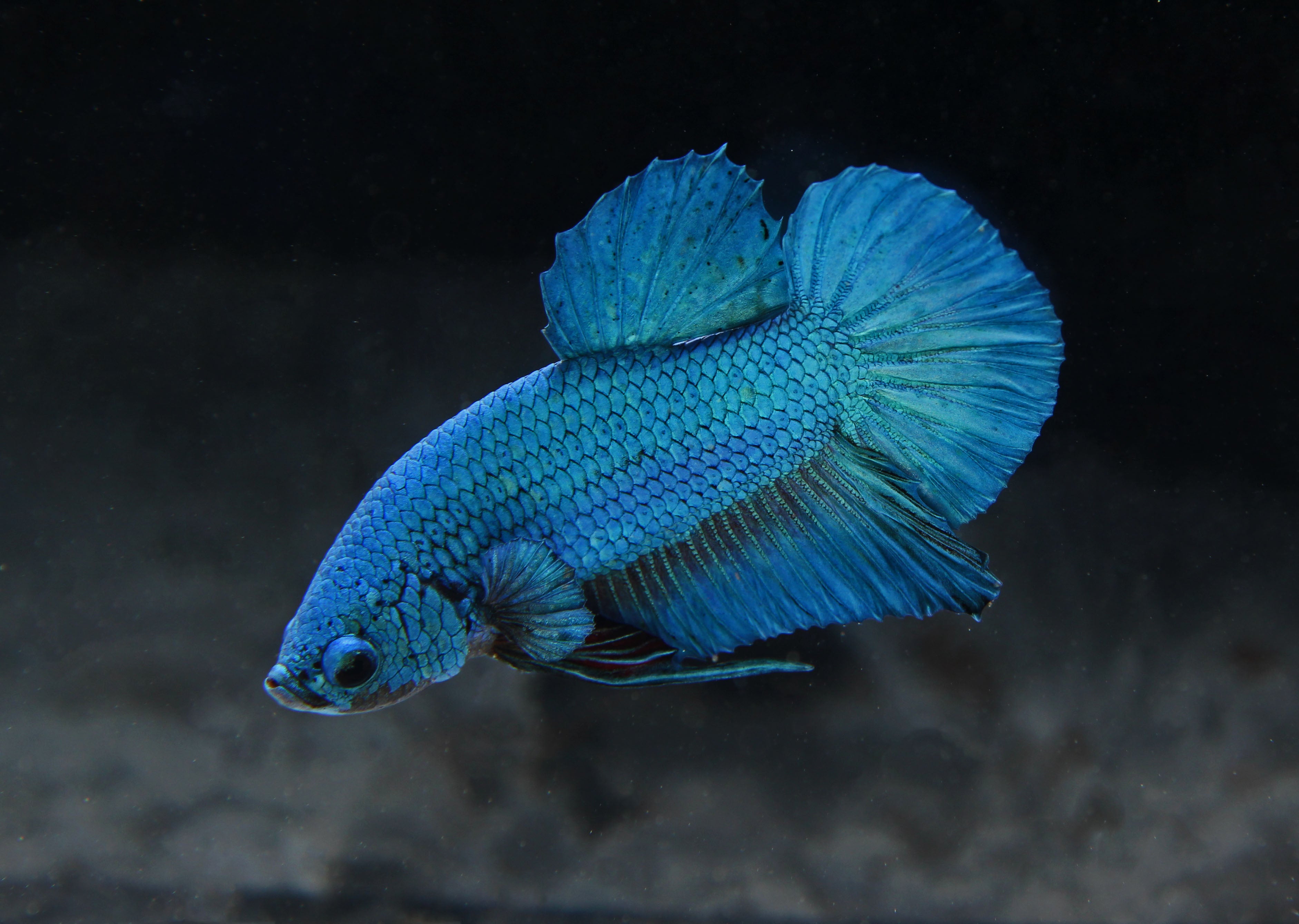 Blue Betta Fish Male Blue betta fish male