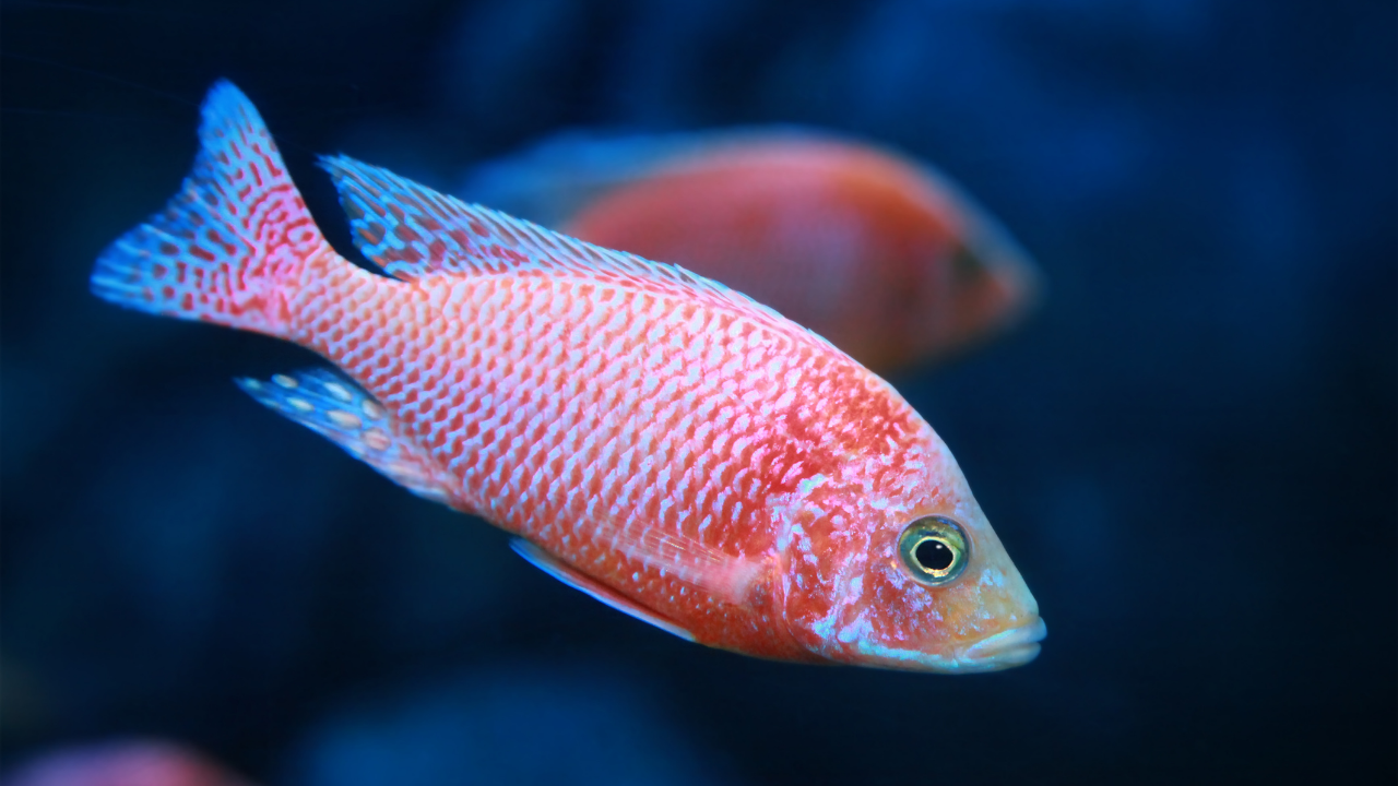 Assorted Peacock & Hap Cichlid