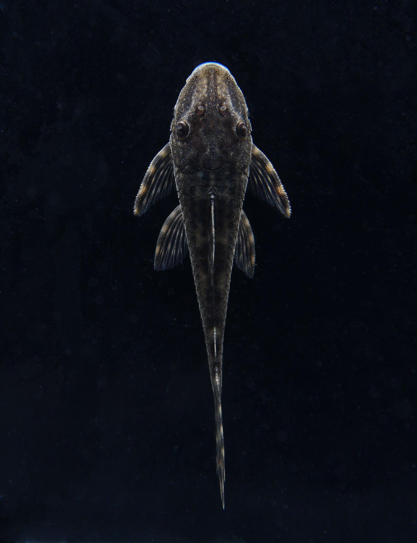 Head Spot Delta Tail Plecostomus L092