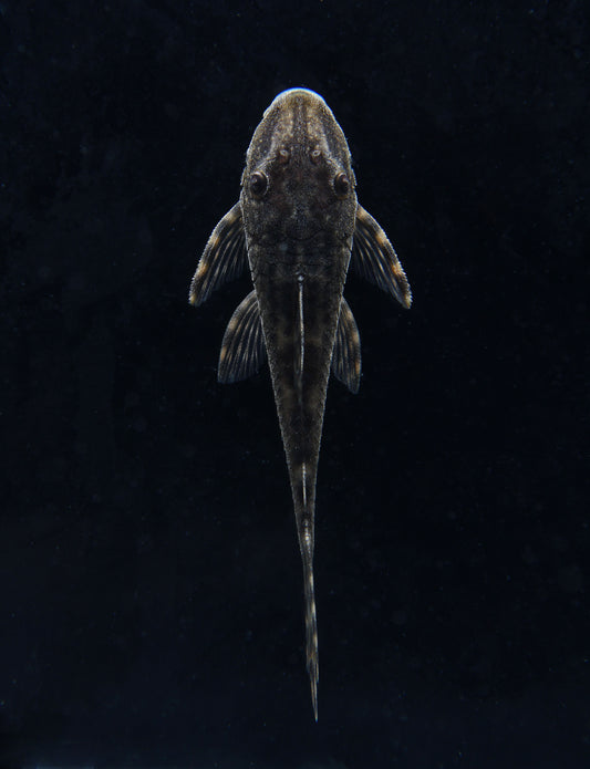 Head Spot Delta Tail Plecostomus L092