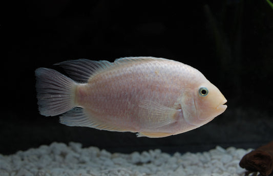 Pearl Honduran Cichlid