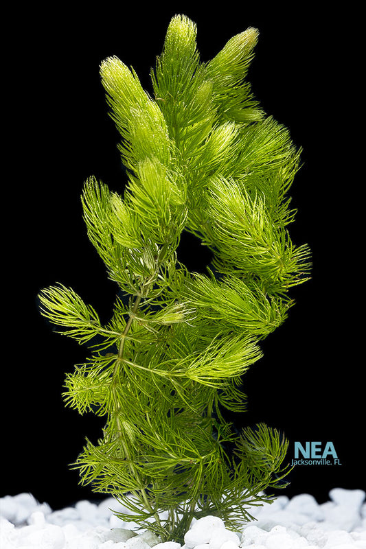 An aquatic plant, likely Hornwort, with feather-like green leaves, placed against a black background with a white substrate.