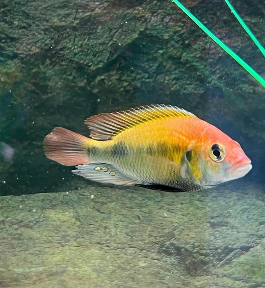 Kyoga Flame Back Cichlid