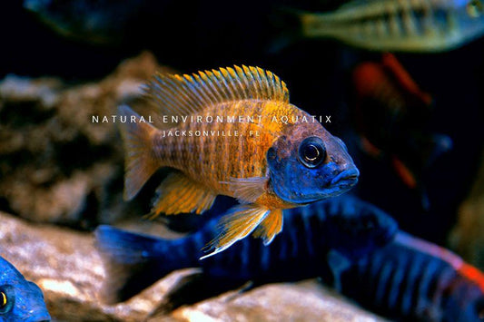 african cichlid