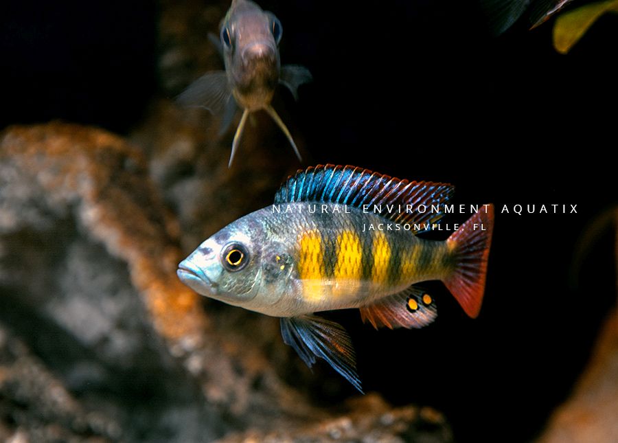 african cichlid