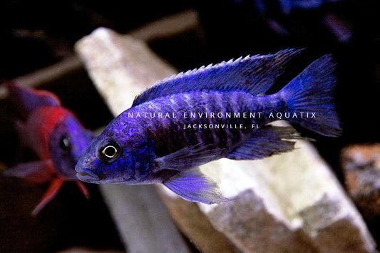 african cichlid